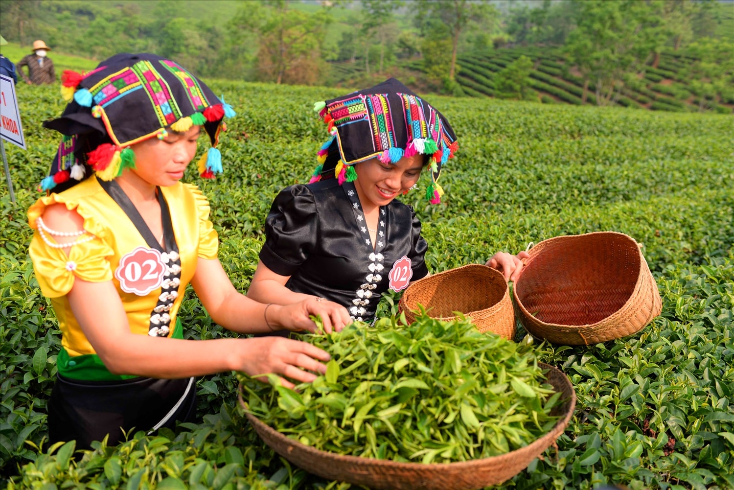 Chè được sao theo phương pháp truyền thống. Chè được sao theo phương pháp truyền thống.