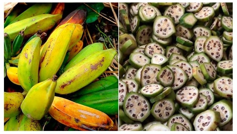 (Tổng hợp) Kỹ thuật trồng và chăm sóc cây chuối hột hiệu quả 4