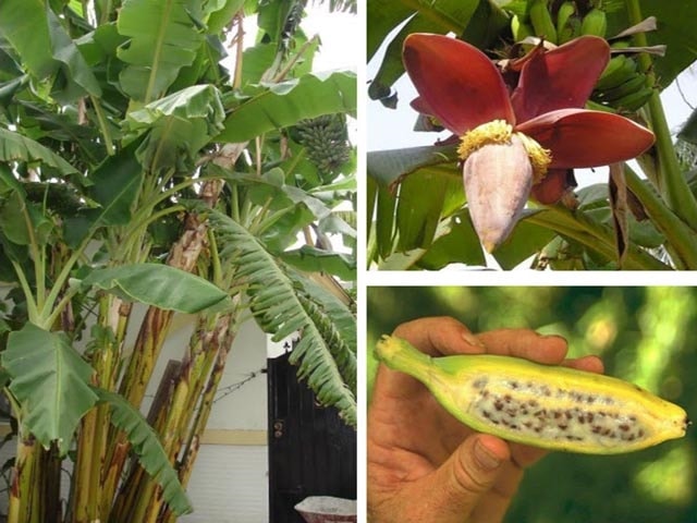 Chuối hột còn có tên gọi là chuối chát có công dụng chữa bệnh thật tuyệt vời