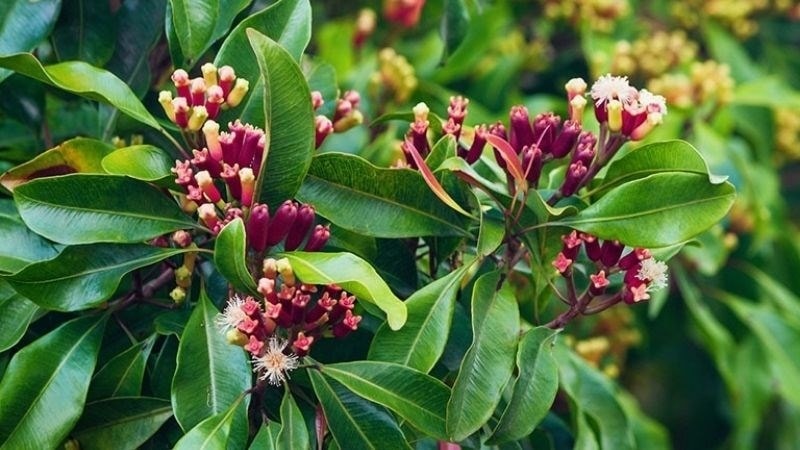 (Tổng hợp) Cách chữa viêm lợi bằng cây lá trong vườn nhà