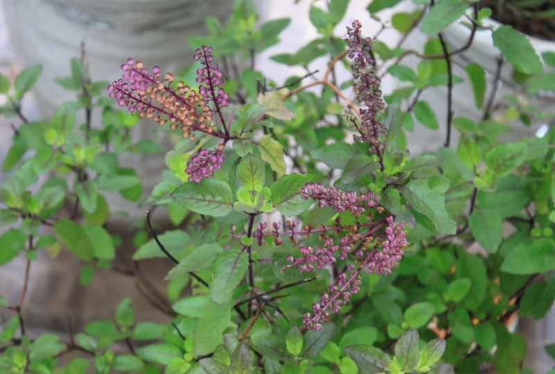 (Tổng hợp) Cách chữa viêm lợi bằng cây lá trong vườn nhà 1