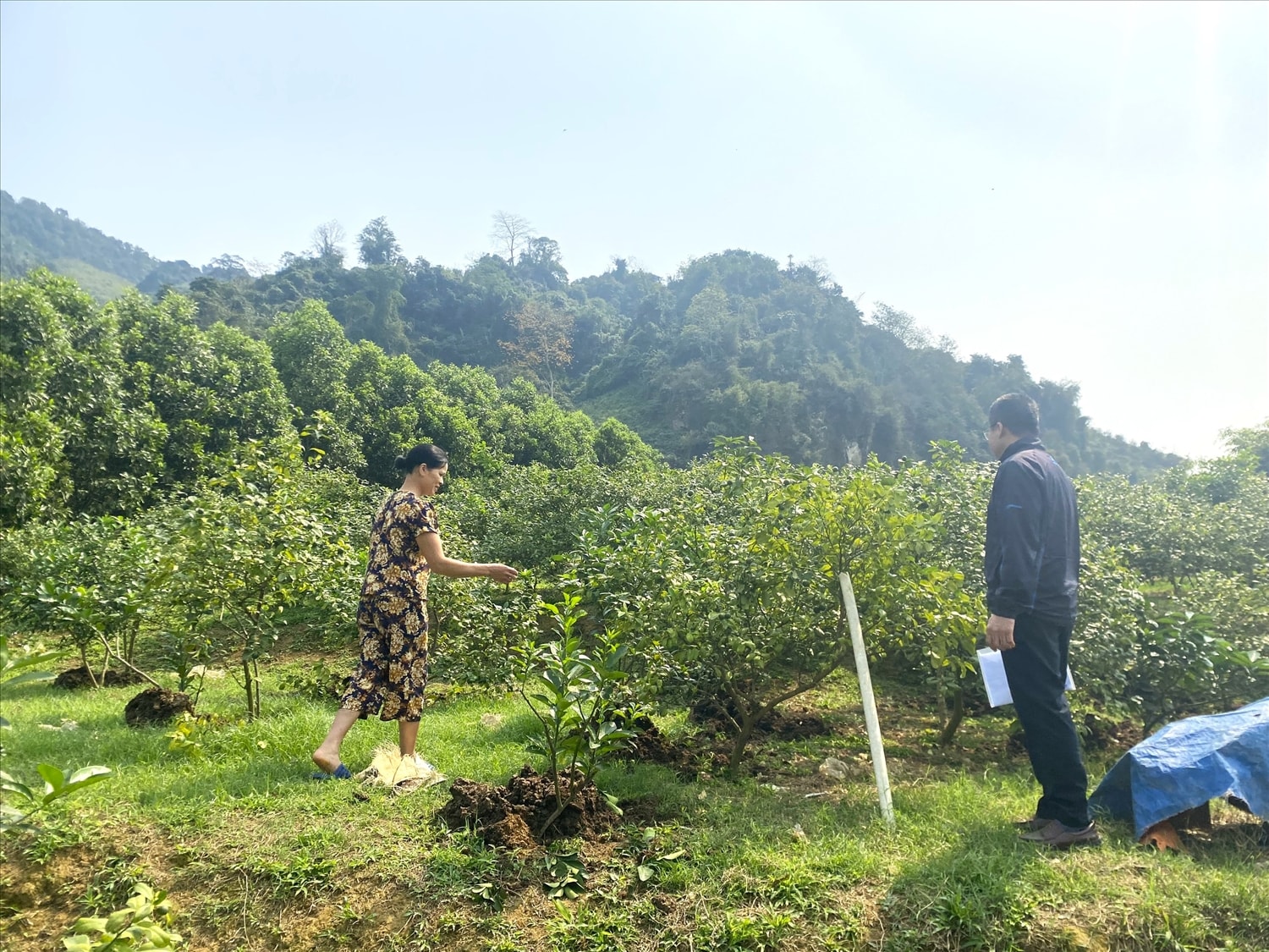 Nhờ nguồn vốn vay, chị Phạm Thị Nương ở thôn Bưa, xã Phù Lưu có cuộc sống khá hơn. Nhờ nguồn vốn vay, chị Phạm Thị Nương ở thôn Bưa, xã Phù Lưu có cuộc sống khá hơn.
