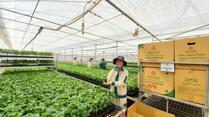 Cây chanh leo giống được trồng tại Gia Lai. Ảnh: Đăng Lâm.