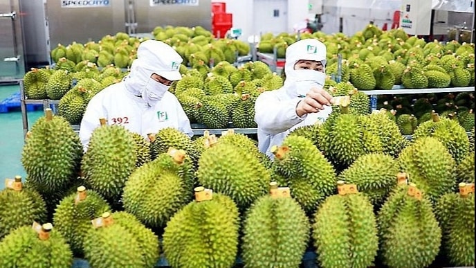 Sầu riêng là một trong những loại trái cây chủ lực để xuất khẩu.