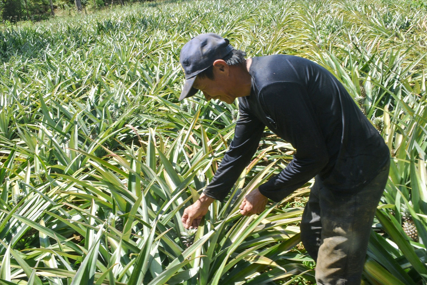Hiện nay người dân đang mở rộng diện tích trồng dứa trên đất đồi núi để tăng thu nhập trên diện tích đất đồi núi