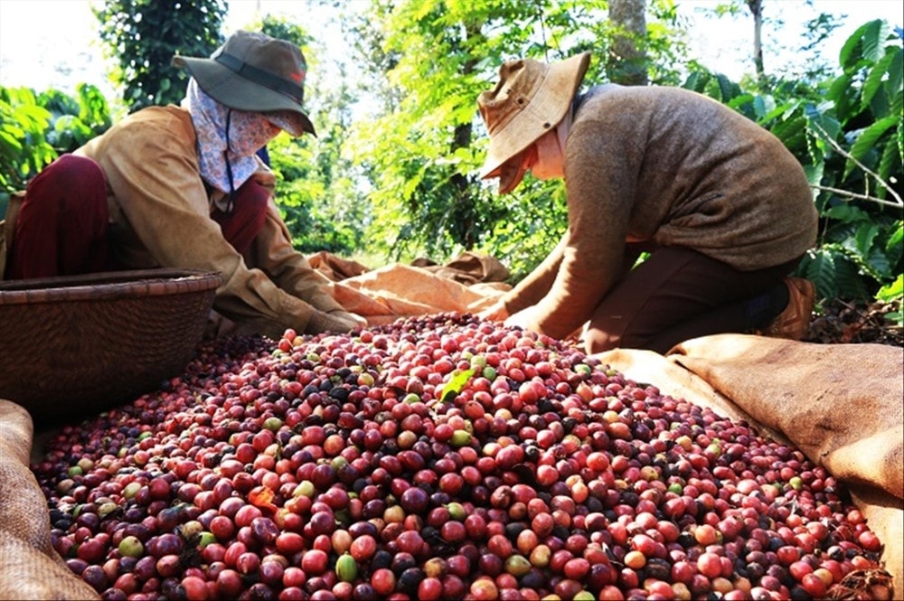 Giá cà phê hiện đang tăng cao kỷ lục.
