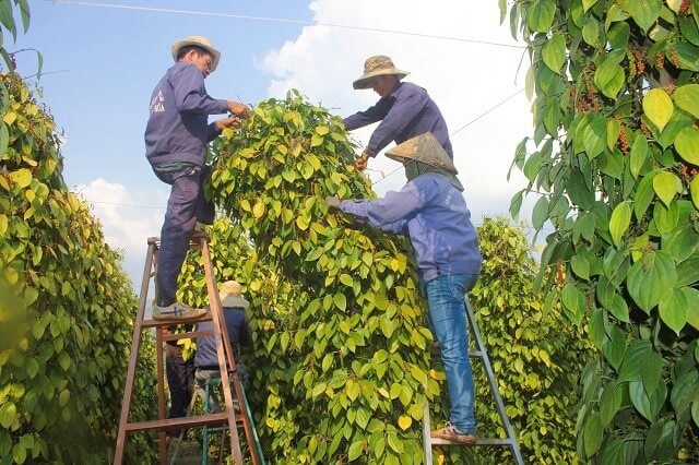 Giá hồ tiêu đang liên tục tăng cao và đã vượt mức 95 nghìn đồng/kg.