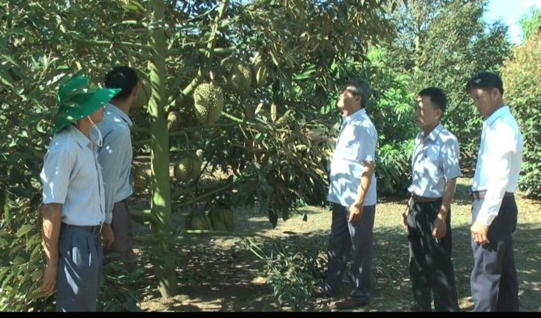 Mô hình trồng sầu riêng ở xã Ea Kmút. Mô hình trồng sầu riêng ở xã Ea Kmút.