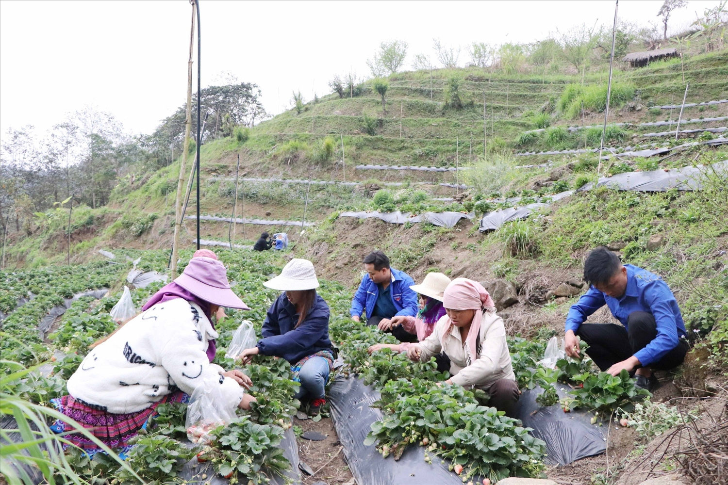 Mô hình trồng dâu tây của gia đình Giàng A Chứ đã và đang cho thu nhập cao hơn hẳn so với trồng ngô, lúa