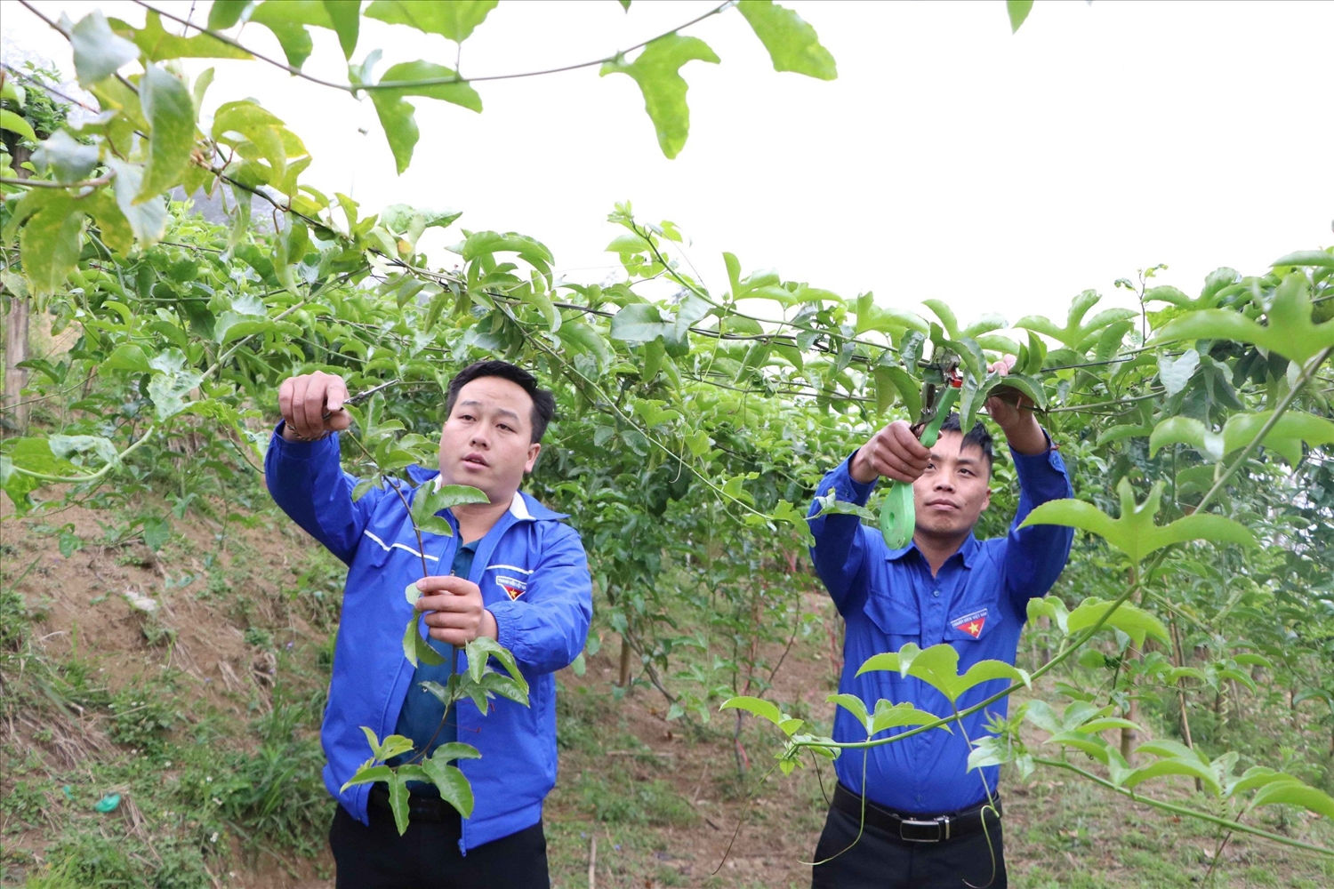 Năm 2023, từ trồng chanh leo đã cho gia đình anh Nủ (bên trái ảnh) thu nhập trên 100 triệu đồng