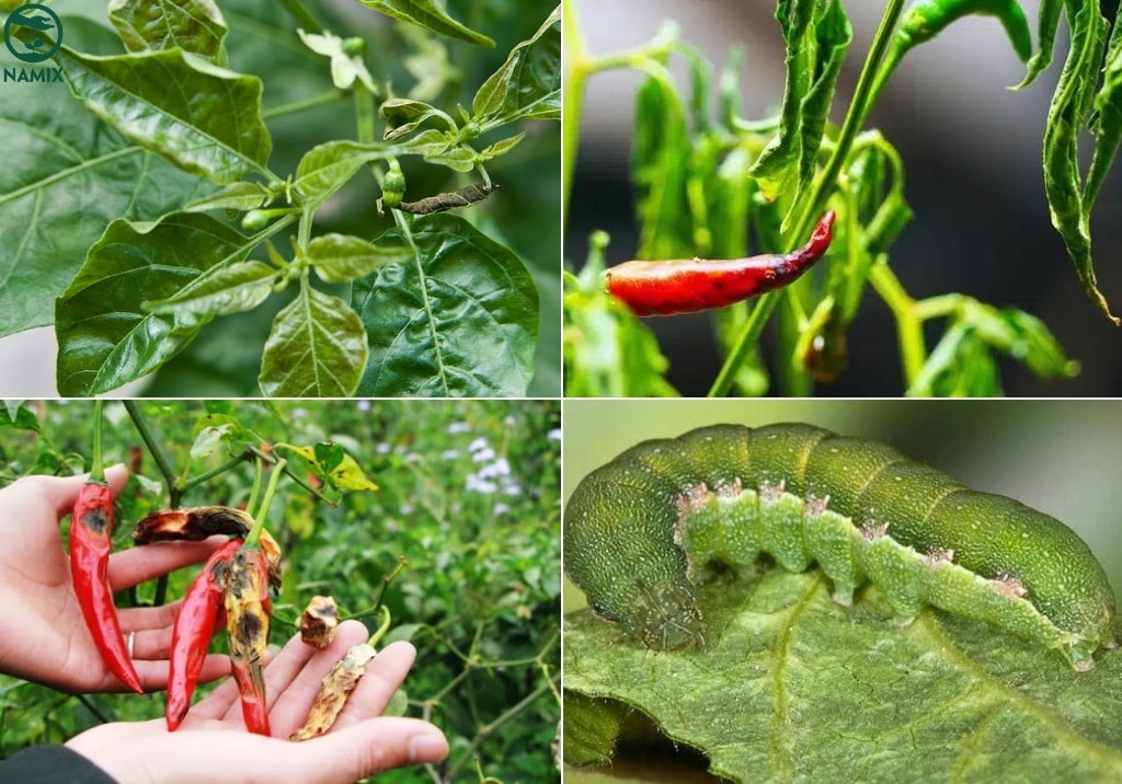 (Tổng hợp) Cách trồng ớt chỉ thiên cho năng suất cao 4