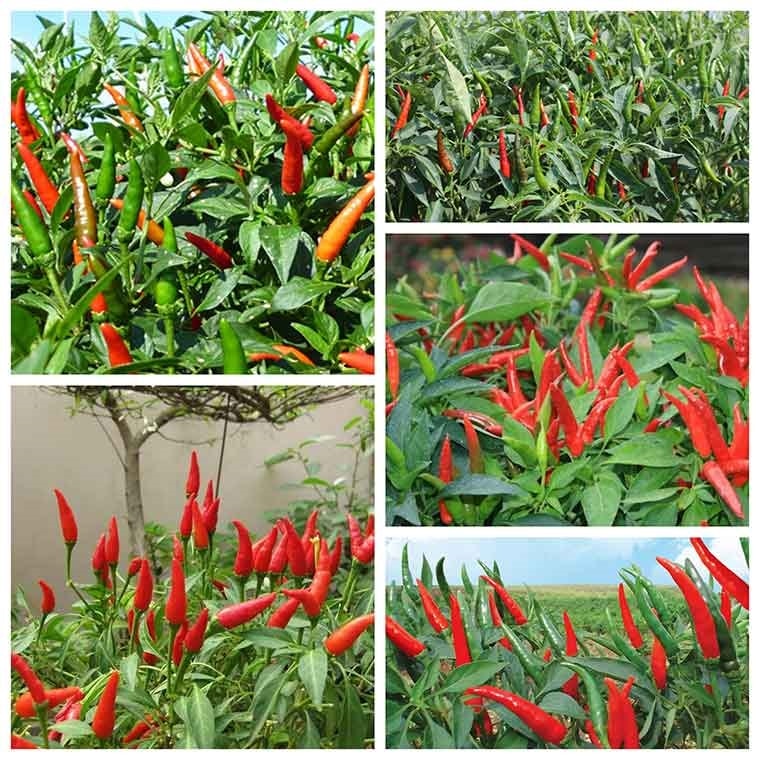 (Tổng hợp) Cách trồng ớt chỉ thiên cho năng suất cao 3