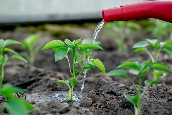 (Tổng hợp) Cách trồng ớt chỉ thiên cho năng suất cao 2