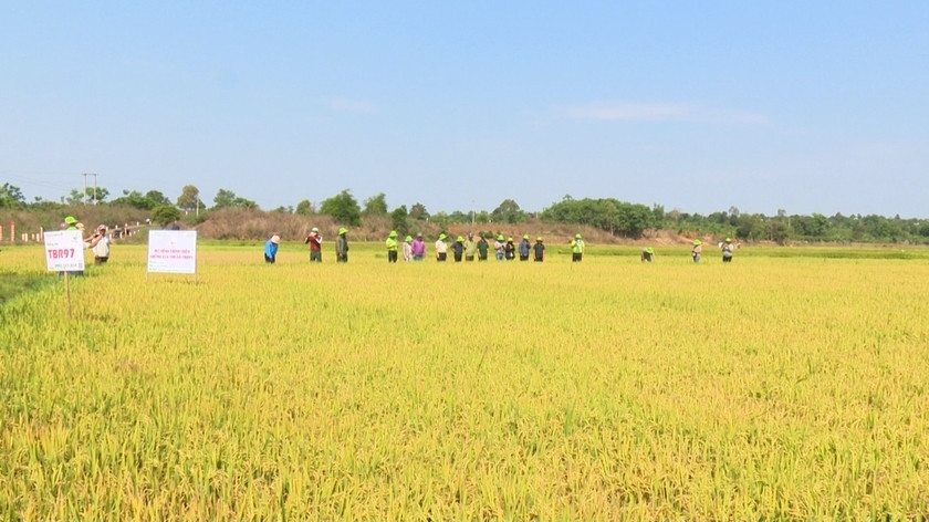 Nông dân xã Ia Pết, huyện Đak Đao tham quan mô hình giống lúa chất lượng cao TBR79 Nông dân xã Ia Pết, huyện Đak Đoa tham quan mô hình giống lúa chất lượng cao TBR79