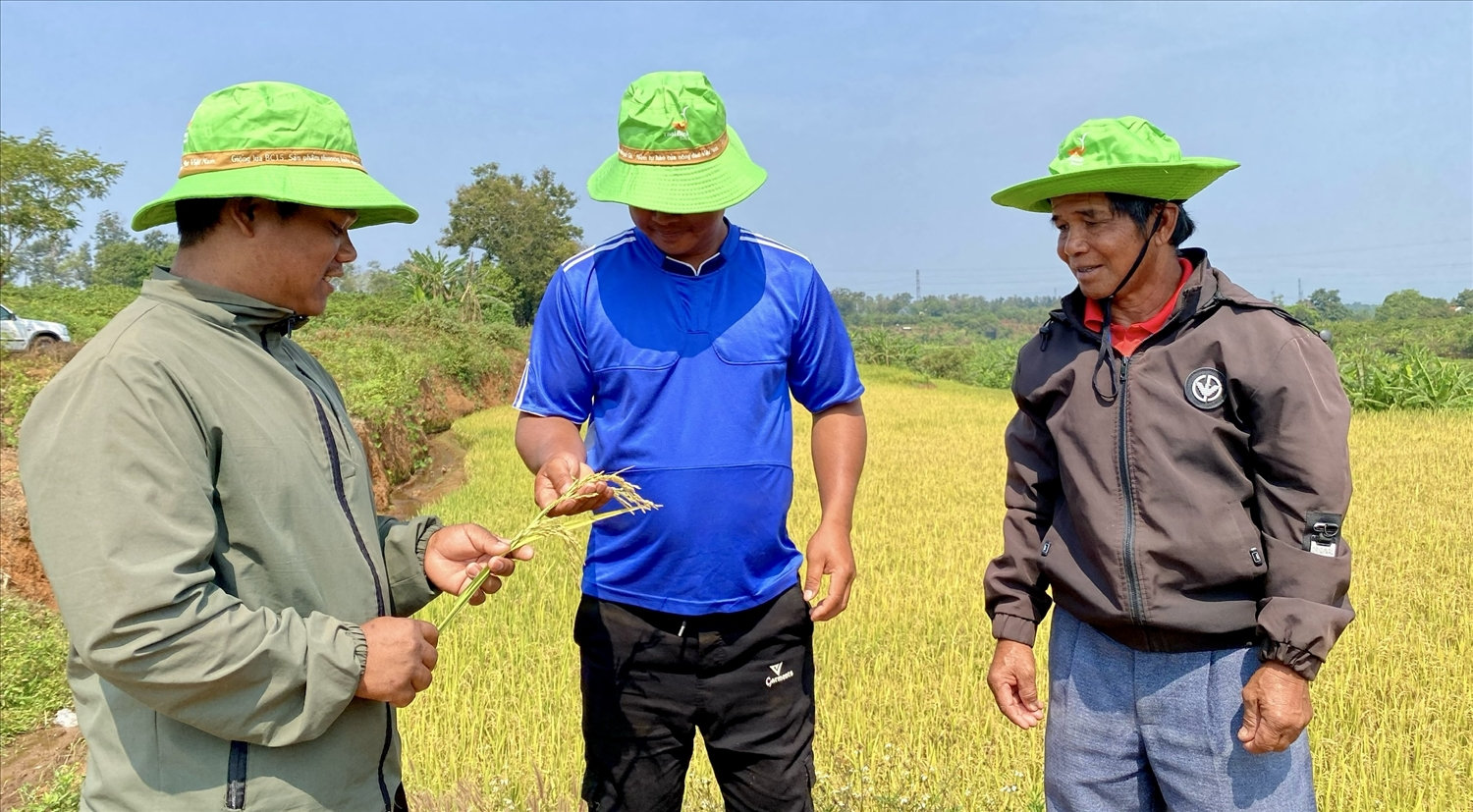 Nông dân vui mừng vì giống lúa mới sinh trưởng tốt, đạt năng suất cao Nông dân vui mừng vì giống lúa mới sinh trưởng tốt, đạt năng suất cao