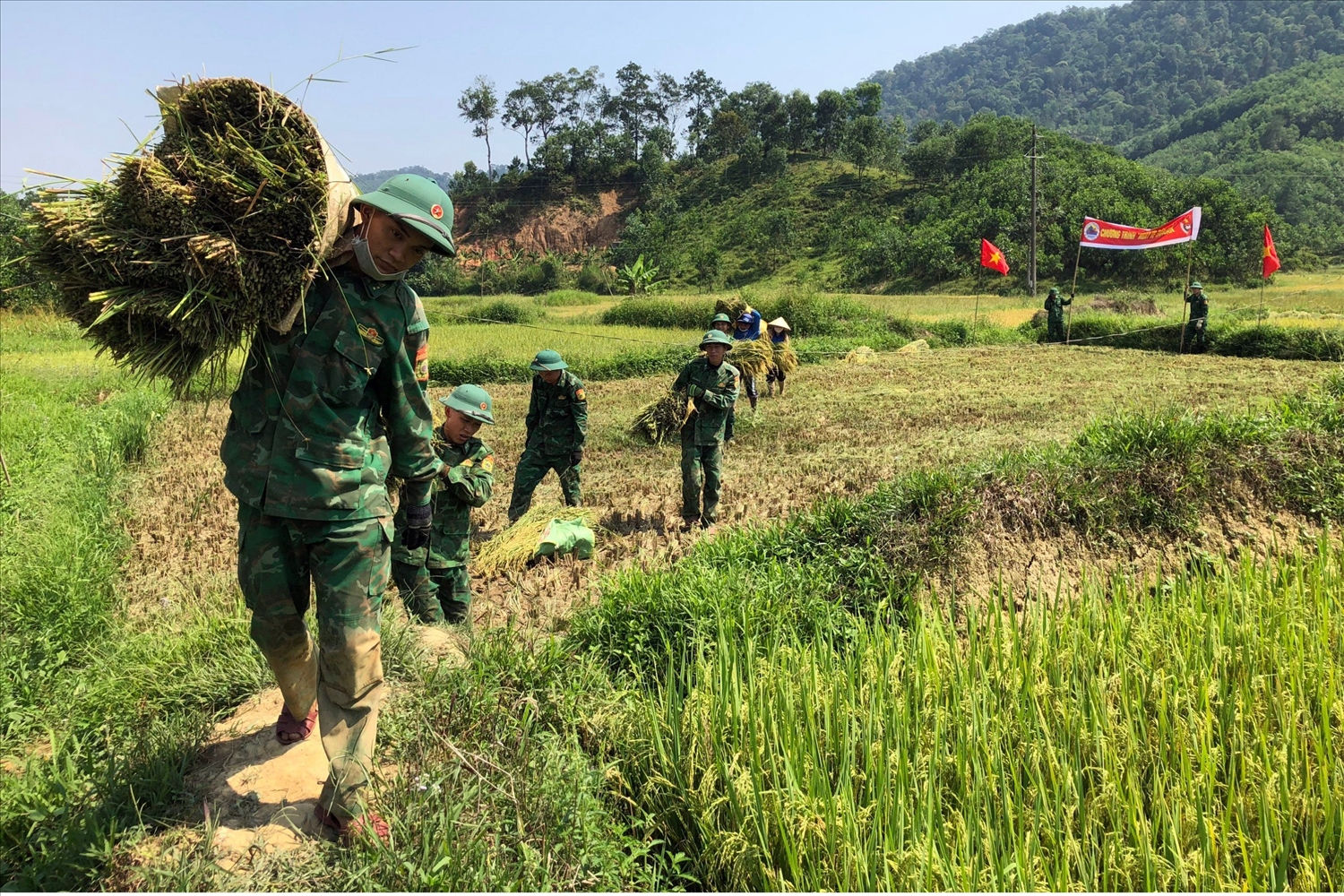 Giúp người dân thu hoạch và vận chuyển lúa đến nơi tập kết