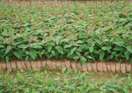 (Tổng hợp) Kỹ thuật trồng và chăm sóc cây bạch đàn 2