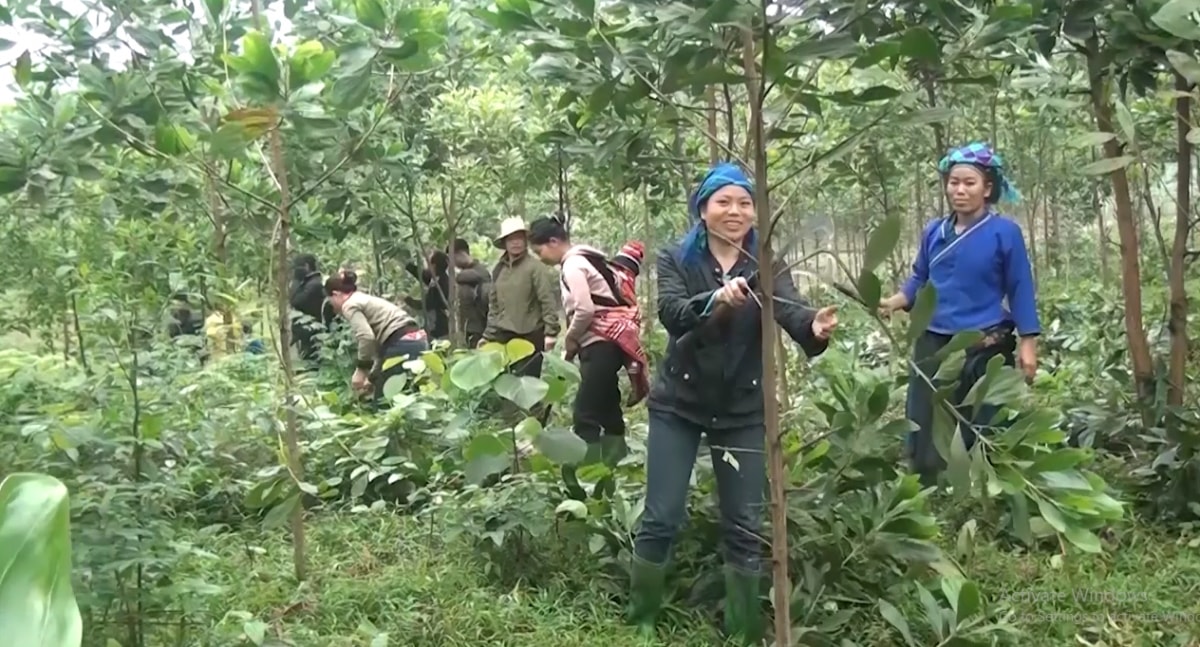 Hầu hết diện tích rừng và đất rừng ở Hà Giang đã được giao cho các tập thể và hộ gia đình  quản lý, bảo vệ và phát triển.