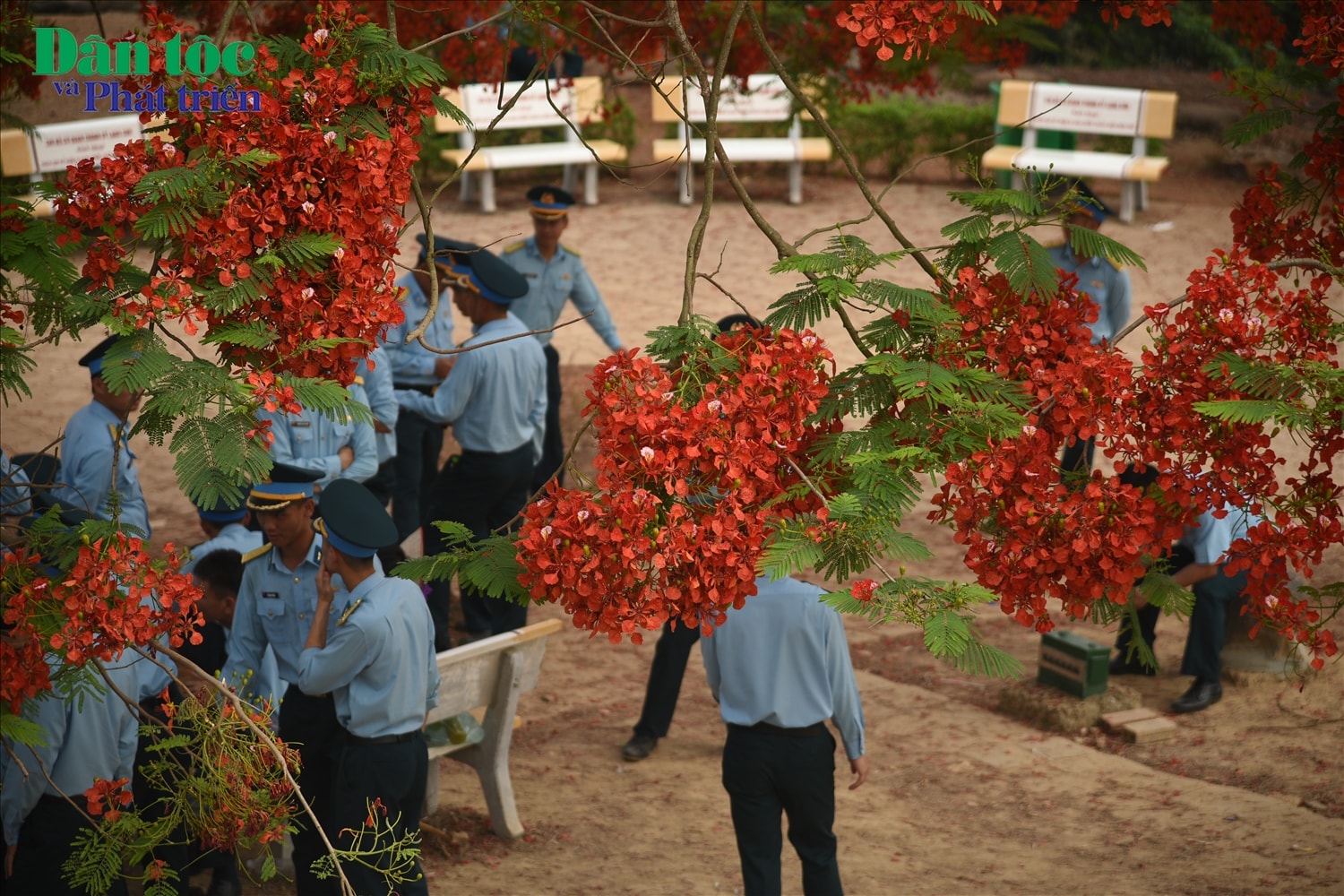 Những cành phượng bung nở hoa, trĩu xuống như một bức tranh hòa quyện với nền trời giúp du khách có những bức ảnh rực rỡ, màu sắc.