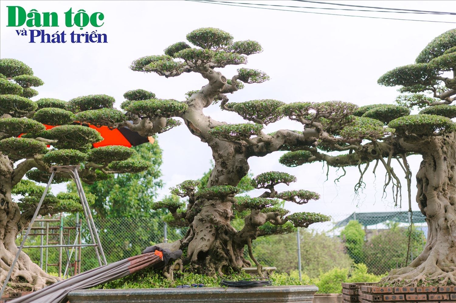 Cuối năm 2023, Sở Thông tin và Truyền thông tỉnh Nam Định đã phối hợp với UBND xã Điền Xá và Hiệp hội Cây cảnh Điền Xá triển khai xây dựng thí điểm mô hình “Số hóa làng nghề hoa, cây cảnh Vị Khê” trên nền tảng bản đồ số. Đồng thời các hộ dân làng nghề cũng được hướng dẫn số hóa các thông tin về địa chỉ, tọa độ cơ sở kinh doanh; dữ liệu cây cảnh bằng mã QR để khách hàng có thể xem hình ảnh 3D, 4D của sản phẩm cây cảnh mình ưa thích ở mọi góc nhìn cũng như biết được thông tin cụ thể về tên gọi, độ tuổi, chủng loại, dáng thế và giá bán. Bên cạnh đó, người dân còn được tập huấn các kỹ năng sản xuất hình ảnh 3D, kỹ năng cập nhật thông tin và trao đổi thương mại giữa nhà vườn và khách hàng cho người dân làng nghề.
