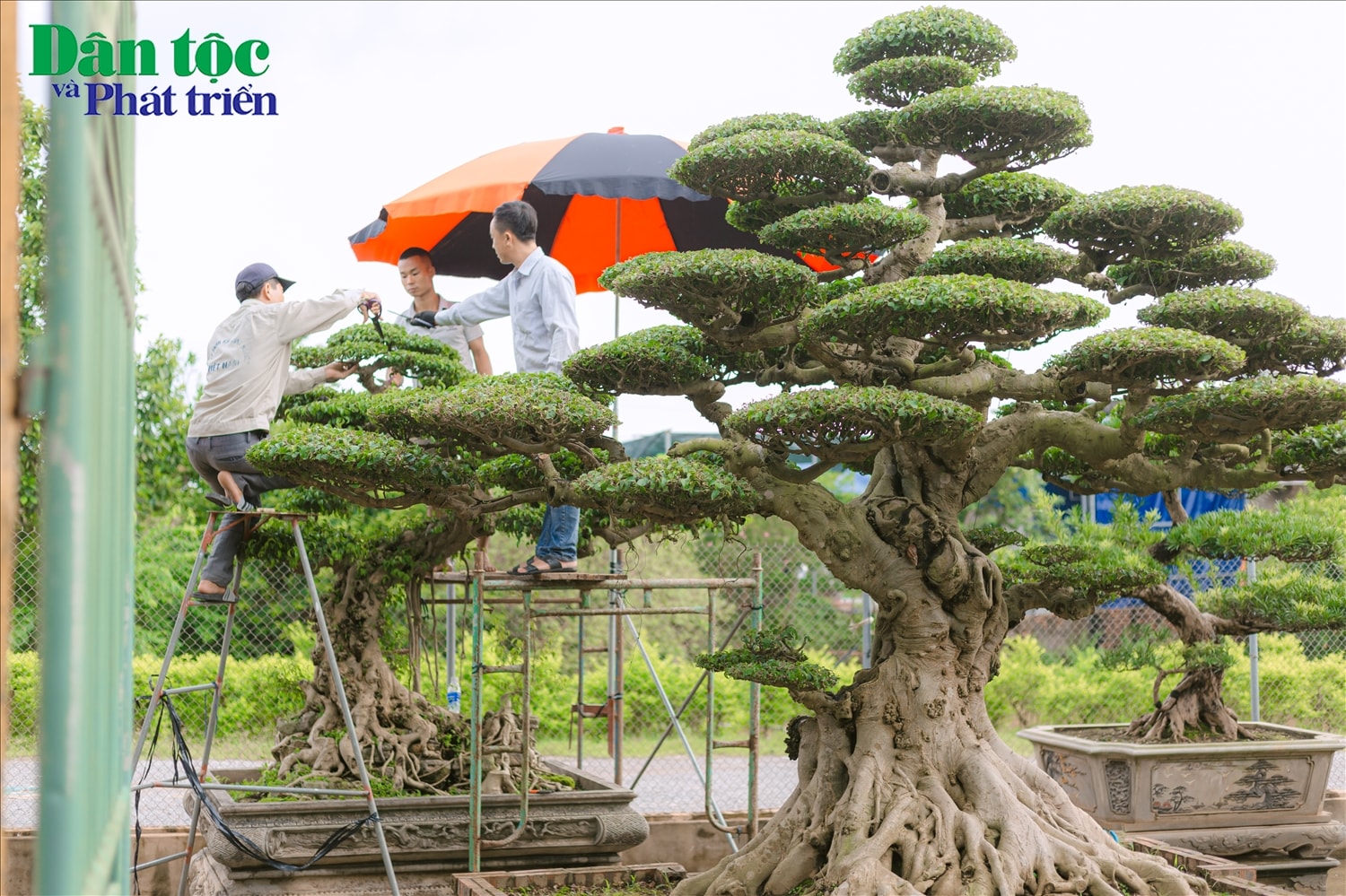 Một cây cảnh “độc” phải bảo đảm các yếu tố “Cổ - Kỳ - Mỹ”. Cổ được hiểu là lâu năm (có thể là nhân tạo hay tự nhiên). Kỳ là kỳ lạ nhưng phải độc đáo, hay còn được hiểu là sự kỳ công của nghệ nhân tạo nên dáng thế kỳ thú cho người thưởng ngoạn. Mỹ là vẻ đẹp, sự hoàn hảo.  