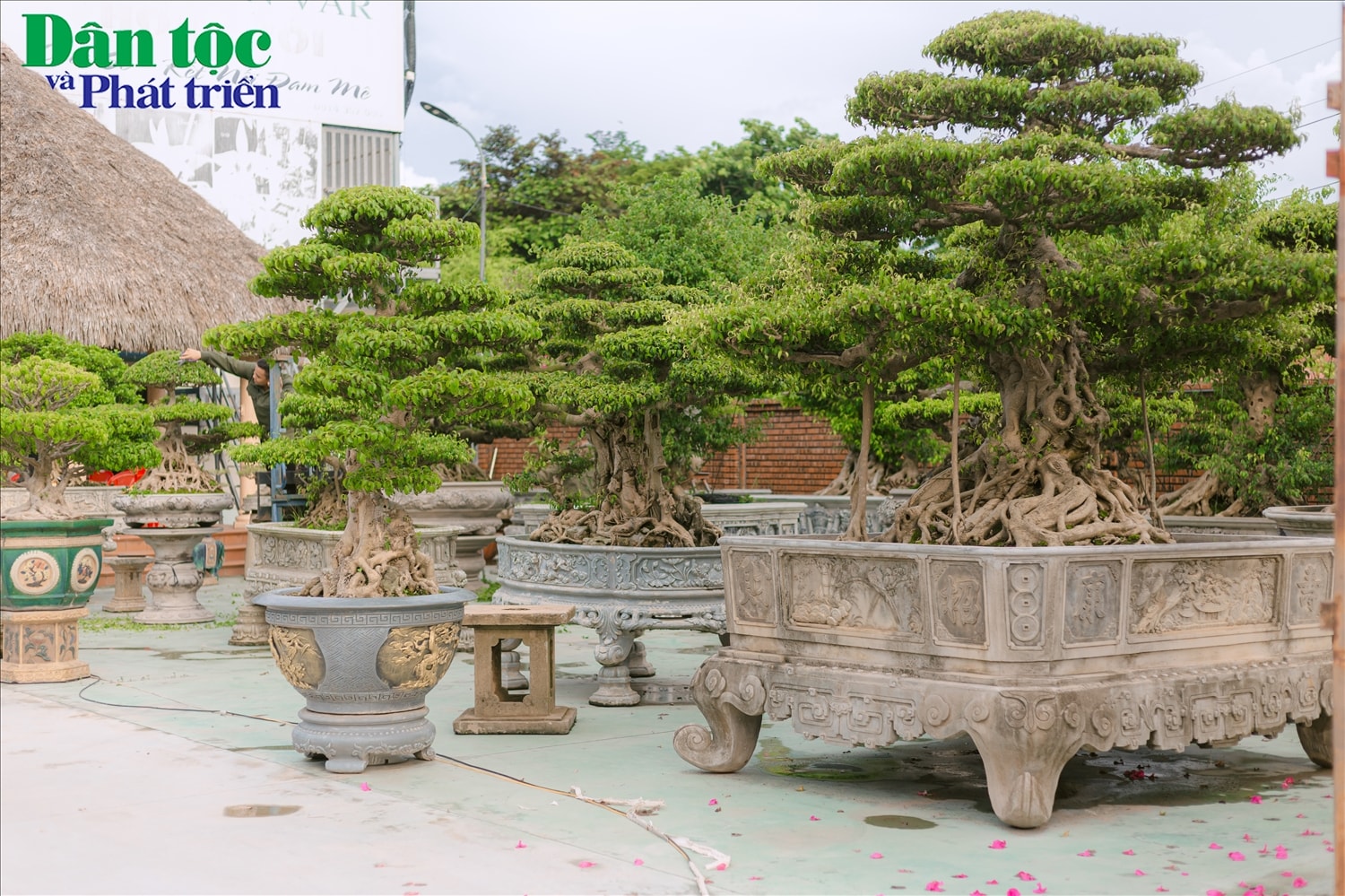 Trước nhu cầu văn hóa sinh vật cảnh ngày càng tăng lên. Người dân làng Vị Khê đã không ngừng mở rộng, đầu tư phát triển nghề trồng hoa và cây cảnh để đáp ứng nhu cầu ngày càng tăng lên trên thị trường, mang về thu nhập hàng chục tỷ đồng mỗi năm. Ngoài ra, người dân làng Vị Khê còn nhập nhiều loại hoa, cây cảnh từ nước ngoài về để thuần thục, nhân giống và phát triển.
