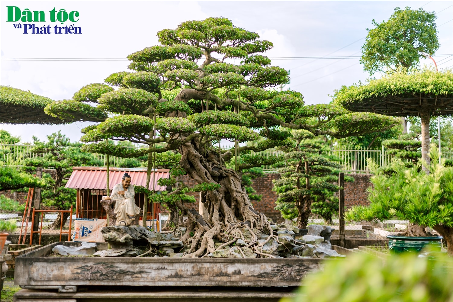 Giống như những làng nghề trồng hoa cây cảnh trên khắp cả nước, người làm nghề ở Vị Khê luôn quan niệm, cây ảnh không chỉ để trang trí không gian, mà sâu xa hơn nó còn là nghệ thuật sống, nghệ thuật thu nhỏ sự bao la vĩ đại, sức sống mãnh liệt của thiên nhiên vào trong một cái chậu.