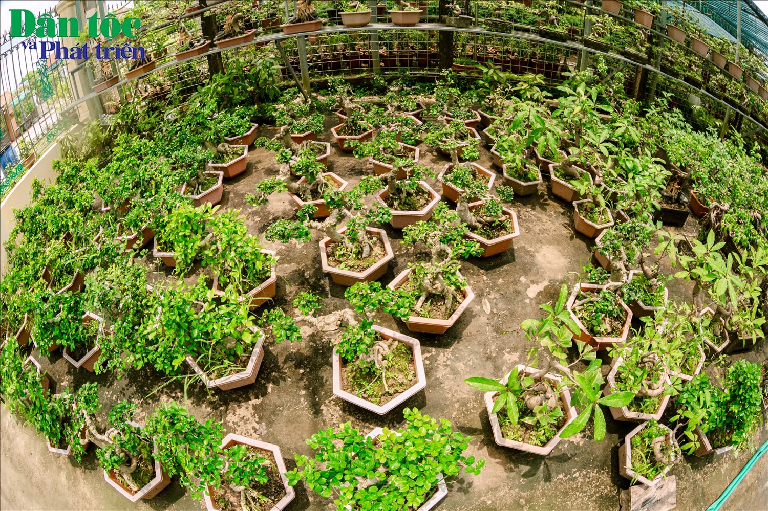 Nhưng cũng có thể hỏi mua được các loại cây cảnh ứng ý với giá vài trăm nghìn đồng, phù hợp với túi tiền, sở thích.