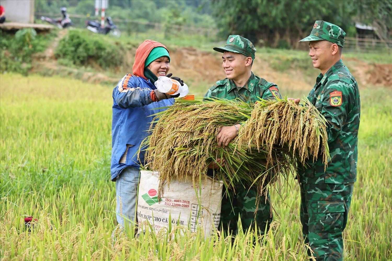 Tranh thủ thời tiến nắng ráo, chiến sĩ Đồn Biên phòng Hướng Lập cùng đồng bào thu hoạch lúa