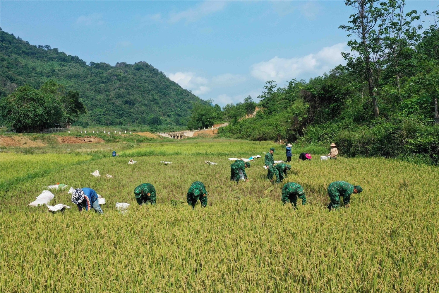 Chiến sĩ Đồn Biên phòng Hướng Lập (BĐBP Quảng Trị) giúp đồng bào Bru Vân Kiều ở bản A Xóc - Cha Lỳ thu hoạch lúa
