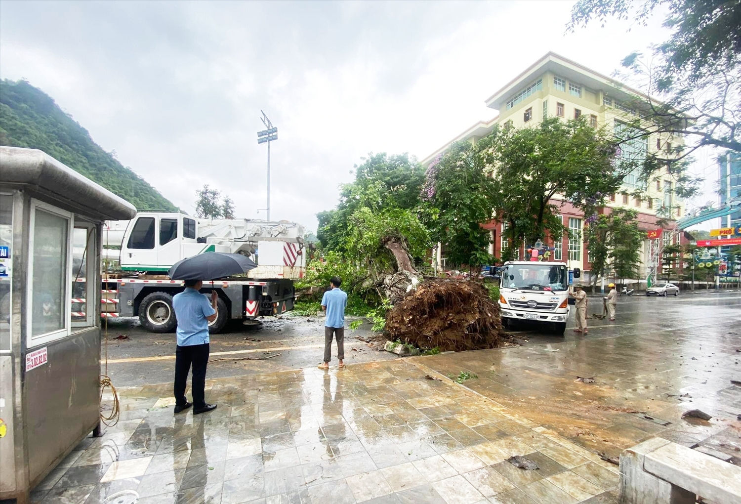 Hà Giang: Cây đa trăm tuổi ở Km 0 bật gốc, nhiều người dân và du khách tiếc nuối 