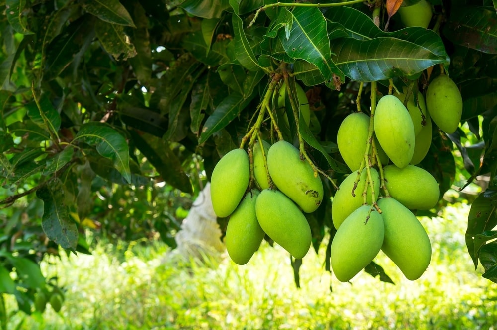 (Tổng hợp) Hướng dẫn kỹ thuật trồng cây xoài sai quả