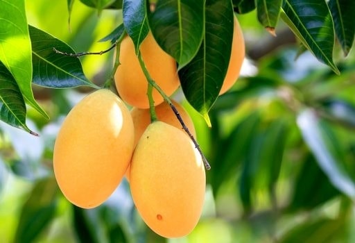 (Tổng hợp) Hướng dẫn kỹ thuật trồng cây xoài sai quả 4