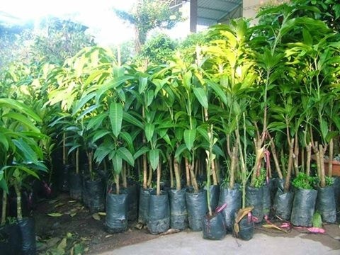 (Tổng hợp) Hướng dẫn kỹ thuật trồng cây xoài sai quả 1