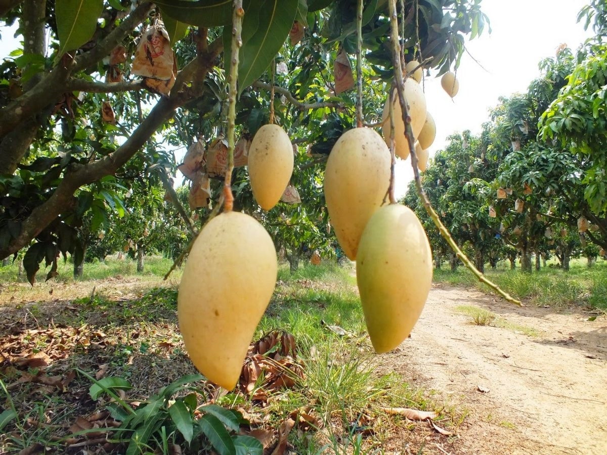 (Tổng hợp) Hướng dẫn kỹ thuật trồng cây xoài sai quả 5