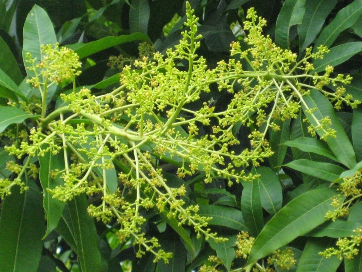 (Tổng hợp) Hướng dẫn kỹ thuật trồng cây xoài sai quả 3