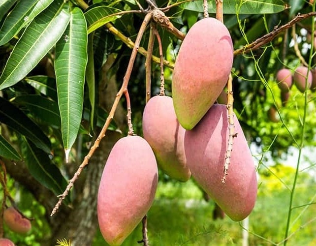 (Tổng hợp) Hướng dẫn kỹ thuật trồng cây xoài sai quả 6