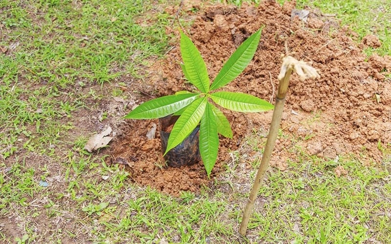 (Tổng hợp) Hướng dẫn kỹ thuật trồng cây xoài sai quả 2