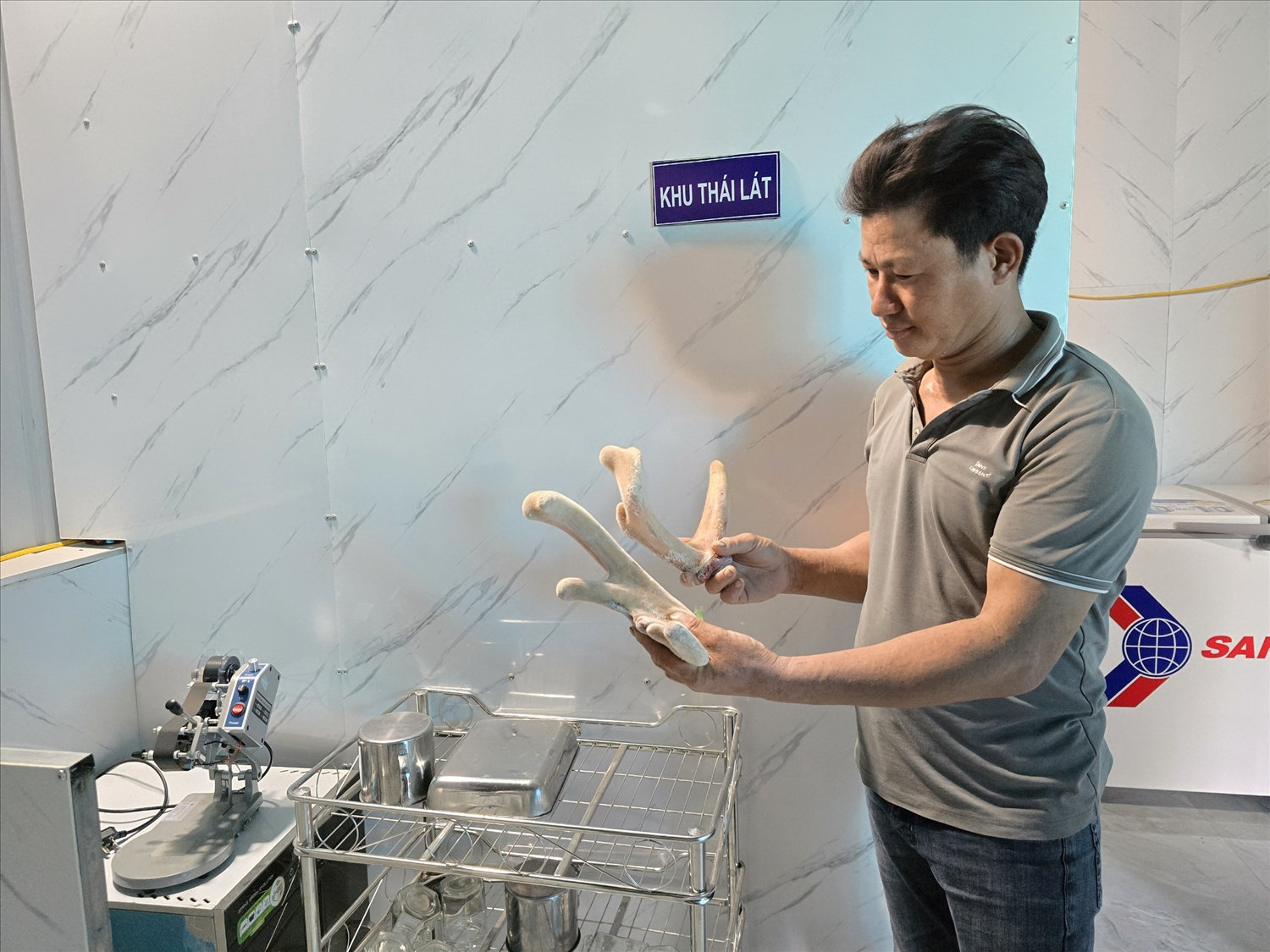 Hiện tại nhung hươu sao được bán với giá 15 triệu đồng/kg Hiện tại nhung hươu sao được bán với giá 15 triệu đồng/kg