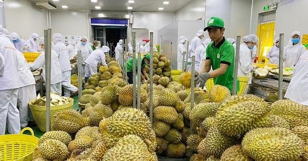Sầu riêng là một trong những mặt hàng nông sản xuất khẩu mạnh trong thời gian qua.