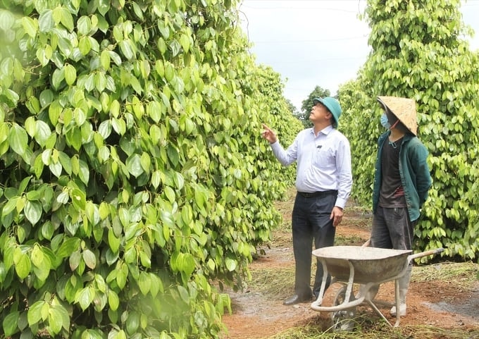 Giá hồ tiêu tăng mạnh và đạt mức cao nhất trong nhiều năm gần đây.