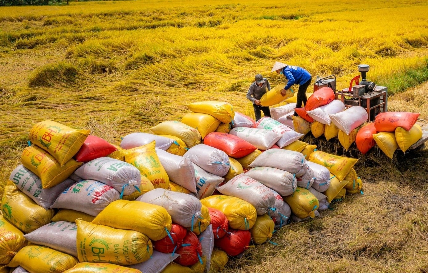 Người nông dân hiện đang rất phấn khởi khi giá lúa gạo đang ở mức cao.