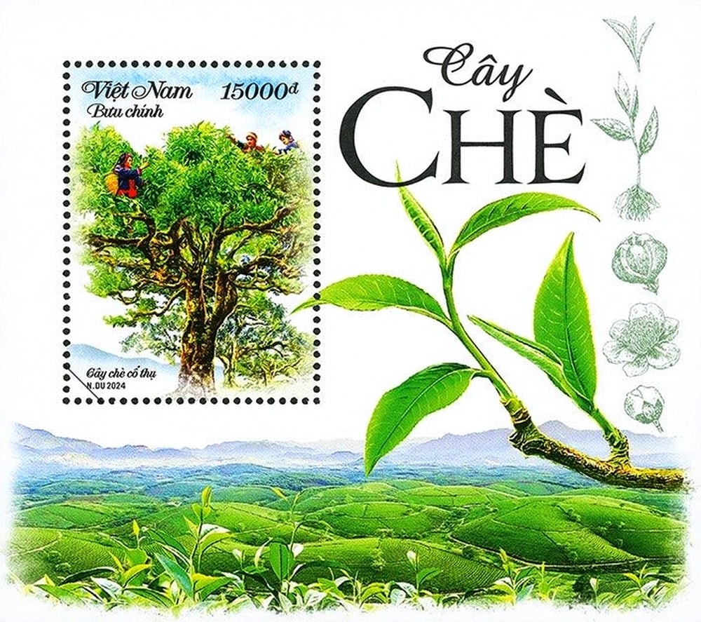 Mẫu blốc về vẻ đẹp của đồi chè và cách thu hái chè của người Việt.