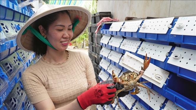 Mô hình nuôi cua bằng hộp nhựa của gia đình chị Quyên bước đầu thành công, mang lại hiệu quả kinh tế cao