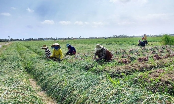 Trồng cây hành tím ở Thị xã Vĩnh Châu, tỉnh Sóc Trăng.