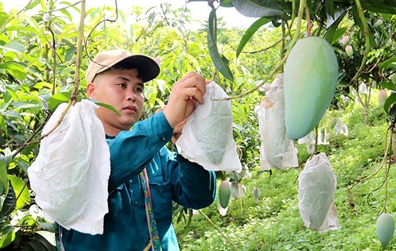 Nông dân xã Nà Mường, huyện Mộc Châu, tỉnh Sơn La bao trái xoài (Ảnh: Báo Sơn La).