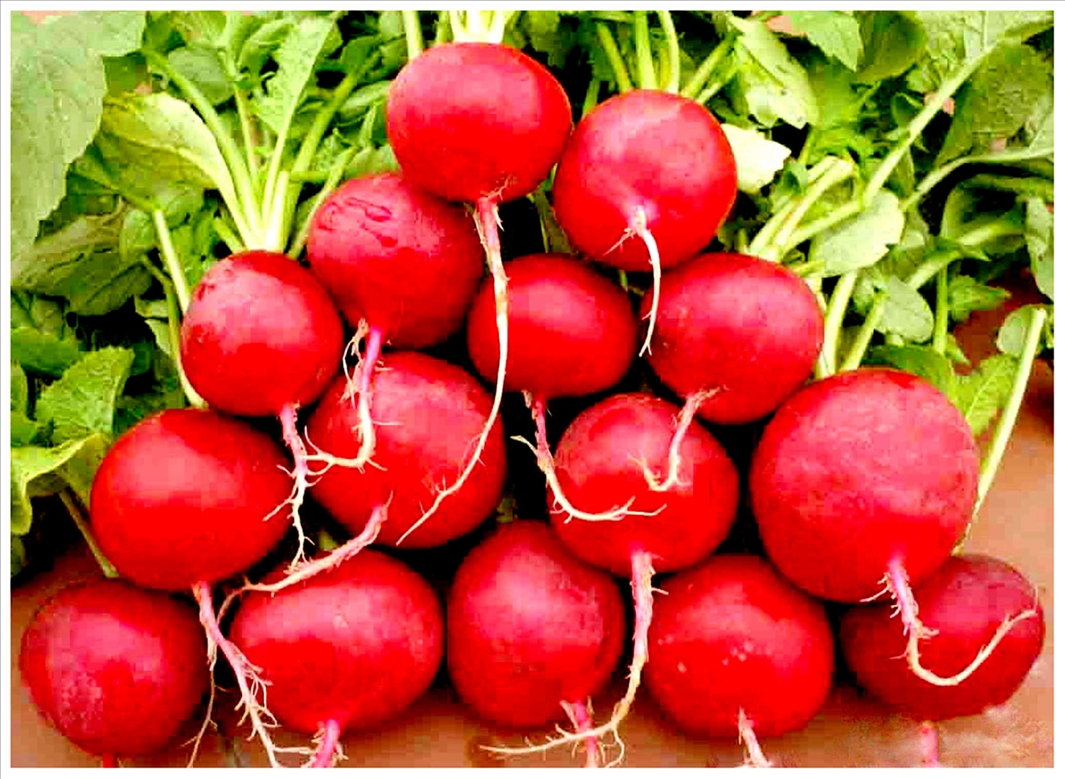 Củ cải đỏ do anh Lê Hữu Phan trồng, thu hoạch