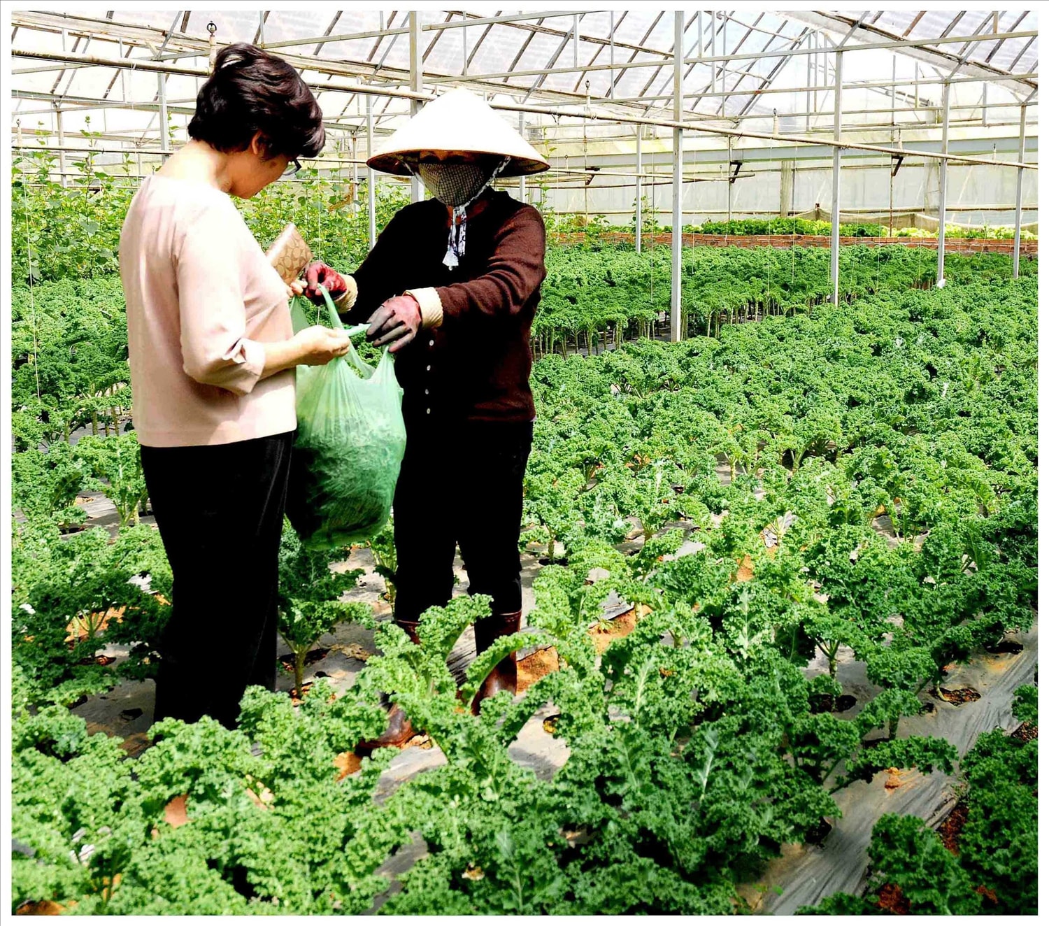 Du khach tham quan vườn ra sạch của anh Lê Hữu Phan.