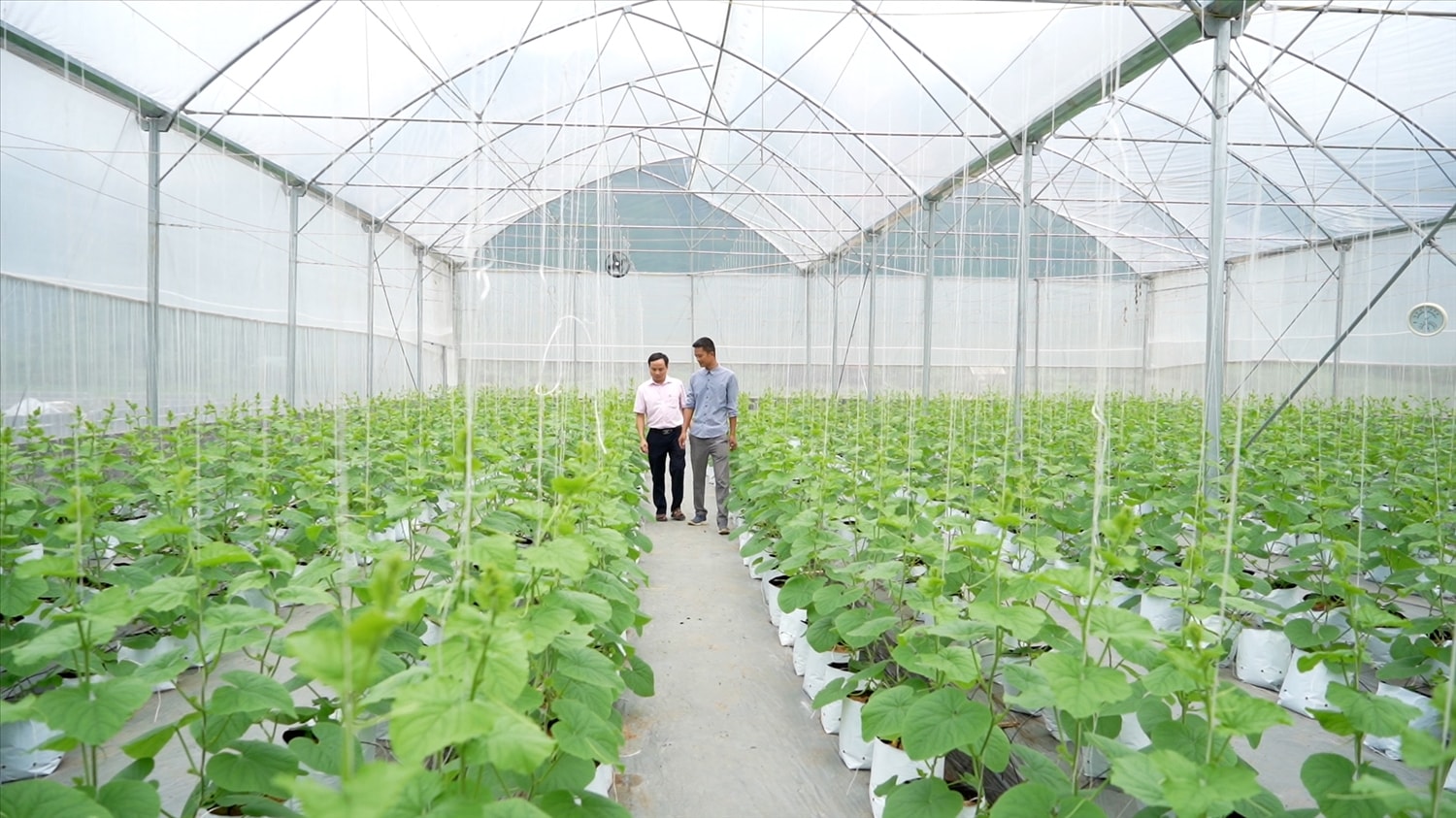 Anh Nông Văn Thụy ở thôn Nà Va, xã Thượng Lâm, huyện Lâm Bình phát triển kinh tế hiệu quả từ  từ nguồn vốn tín dụng chính sách