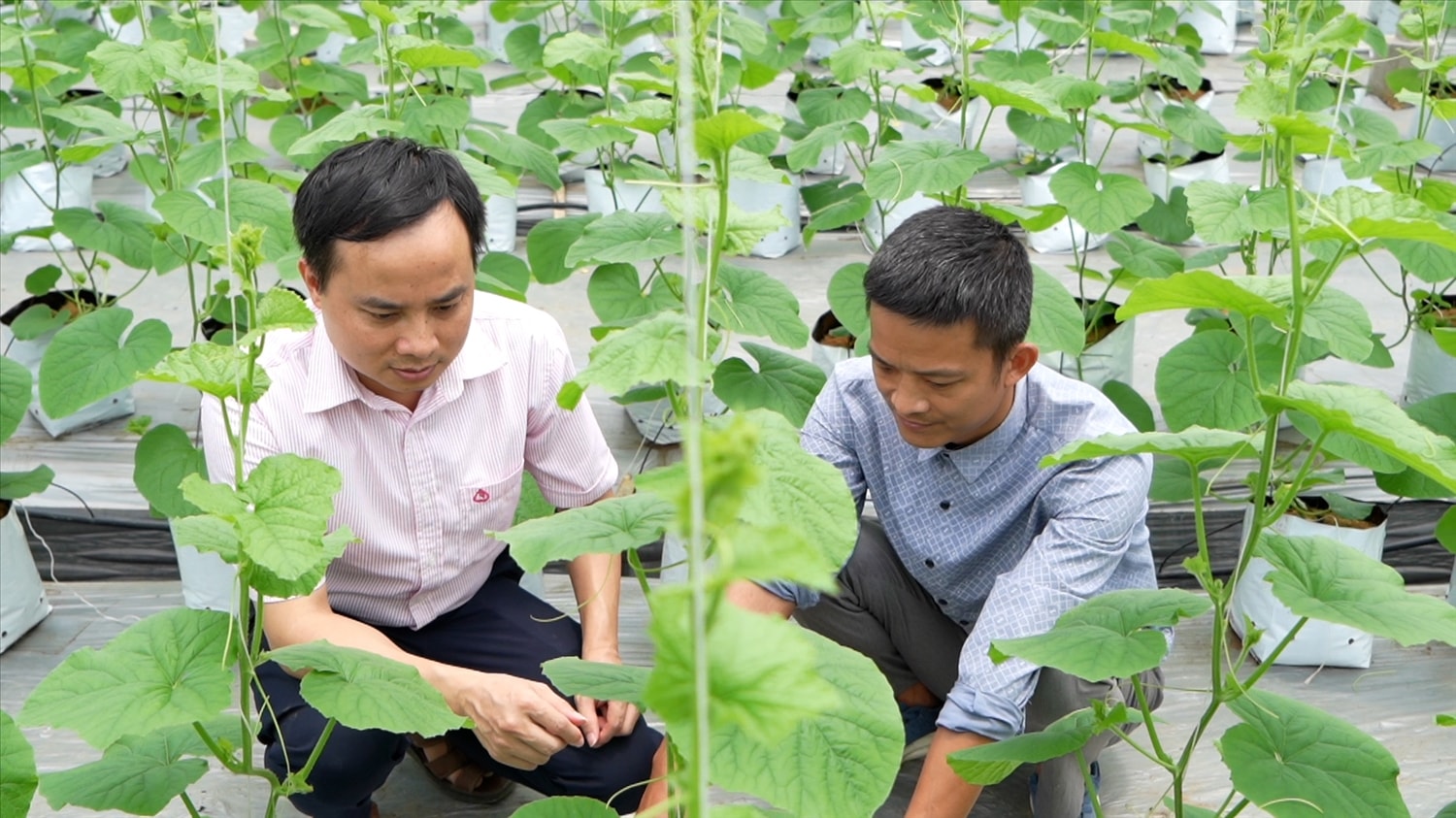 Người dân huyện Lâm Bình (Tuyên Quang) phát triển kinh tế hiệu quả từ nguồn vốn chính sách